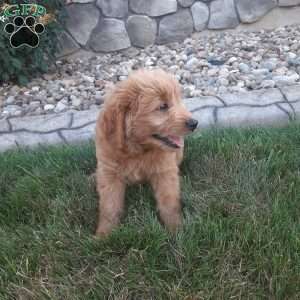 Duke, Mini Goldendoodle Puppy